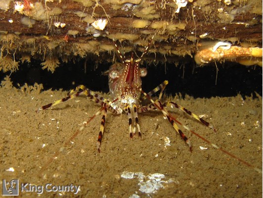 Photo of Pandalus danae